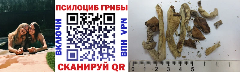 купить наркотики цена  Шумиха  Галлюциногенные грибы Psilocybine cubensis 